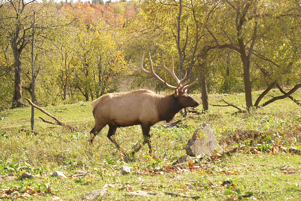 Elk at Gaylord City Elk Park in Gaylord, Michigan (photo courtesy of Gaylord Area Convention & Tourism Bureau) Elk at Gaylord City Elk Park in Gaylord, Michigan (photo courtesy of Gaylord Area Convention & Tourism Bureau)