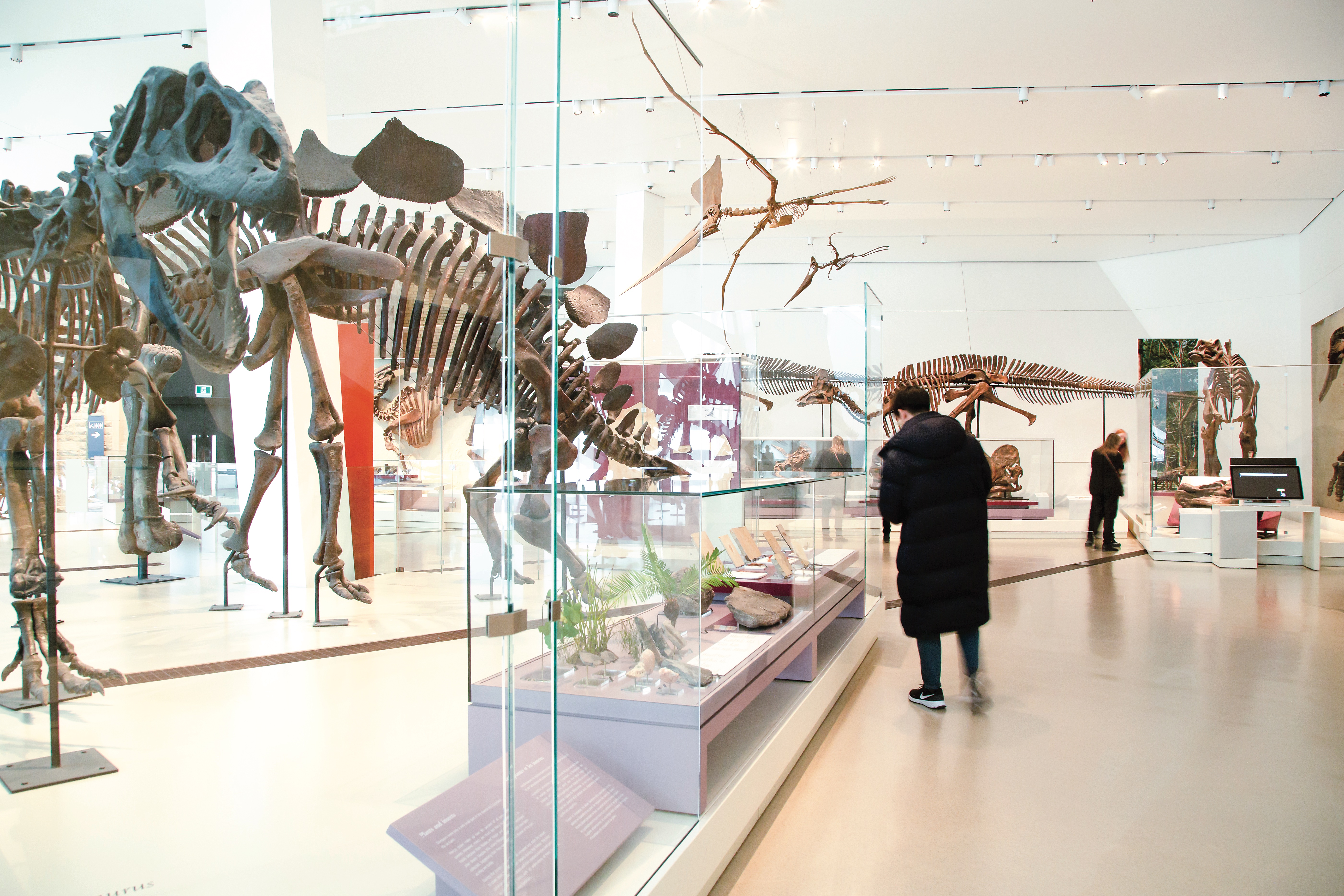 Age of Dinosaurs Gallery at the Royal Ontario Museum in Toronto, Ontario (photo courtesy of destination) Age of Dinosaurs Gallery at the Royal Ontario Museum in Toronto, Ontario (photo courtesy of destination)